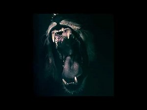 Lion Roar 1 Hour Sound. Wild Animal Sound