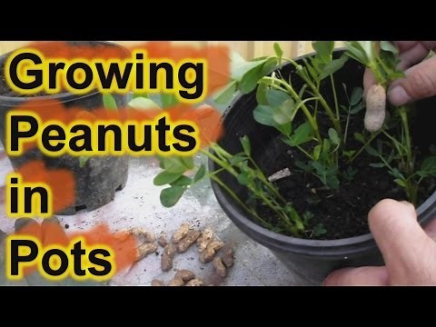 grow Peanuts in pots / containers