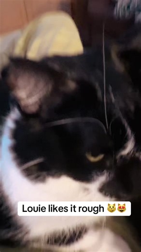 #cat #catsoftiktok #foryoupage #pet