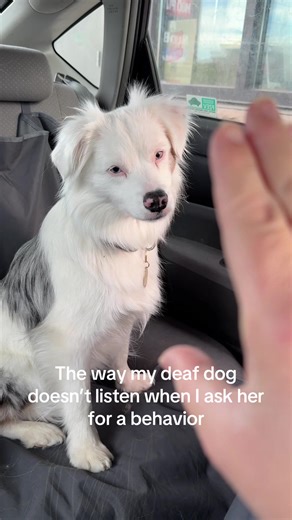 Understanding Deaf Dogs' Responses to Hand Signals
