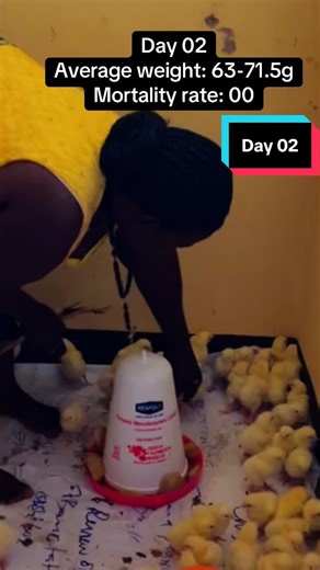 Day 02 of brooding my baby chicks❤️🥰#broiler #broilerfarmer #chicken #poultrybusiness #poultryinhoima #broilersinhoima #poultryfarminguganda