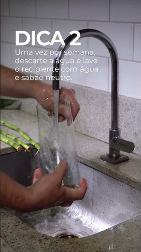 3 dicas para cuidar do seu bambu da sorte #plantas #cuidadoscomplantas #bambudasorte