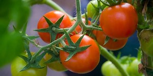 Here are the best fruits and vegetables to grow at home in Houston