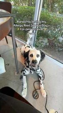 Randomly testing my Service Dog’s Epi-Pen retrieval - Pt 2!