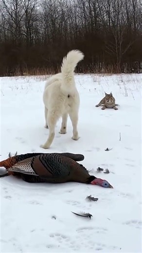 Bobcat vs Guardian Dog: The Snow Standoff ❄️