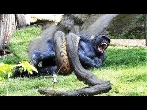 Anaconda vs Baboon real Fight - Wild Animals Attack