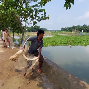 220K views · 798 reactions | Great Fish Catching by Cast Net, Traditional FIshing Technique | Fishing & Village Tradition | Facebook