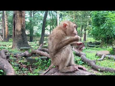 Hilarious Monkeys Go Crazy for Peanuts! 🥜😂 You Won’t Believe Their Reactions!”