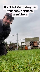 Don’t tell Mrs Turkey her four baby chickens aren’t hers. Mr Turkey 10.01.24 🪦 | Petite Peonys