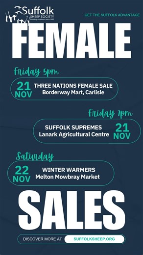 Another weekend of Suffolk Female Sales🐑🔥 📅 Friday: • Three Nations Sale Show 3pm I Sale 5pm Borderway Mart Carlisle 📅 Friday: • Suffolk Supremes Show 6pm I Sale 7pm Lanark Agricultural Centre 📅 Saturday: • Winter Warmers Pedigree In-Lamb Show & Sale Show 8:30am | Sale 10:30am - Melton Mowbray Market All catalogues we have received are available on our website now https://www.suffolksheep.org/suffolk-sheep-society-events/ | Suffolk Sheep Society Ltd