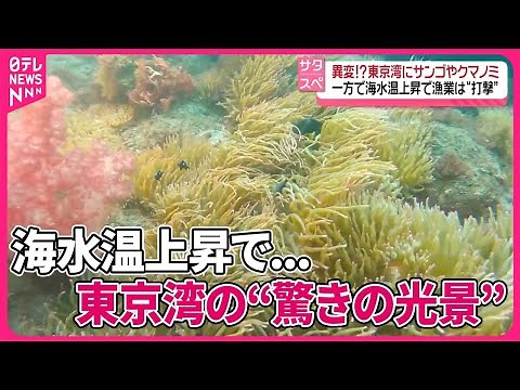 【海水温上昇で...】東京湾、潜ってみると“驚きの光景” 漁業は“打撃”