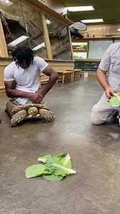 TORTOISE MAN😳 Tortoises are such amazing and strong animals🤩 Don’t worry y’all tortoises are extremely strong and can carry so much weight🤯 Darwin who actually studied Galapagos Islands Tortoises would actually get on their backs for a ride👀 According to him those giant Galapagos tortoises could easily carry a full grown man😅 | Jay Brewer