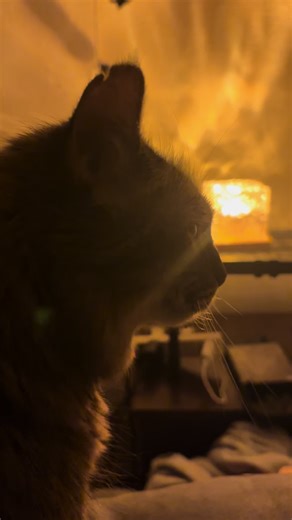 As a millennial, I crave whimsy. As a tripod fast approaching her Sweet Sixteen Dral craves endless chin scratches and an occasional projector-watching/gaming cuddle session. #sniffquisitioncrew #tripawd #seniorcat #millennialcore