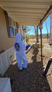 105K views · 1.4K reactions | A hive becomes Africanized when...