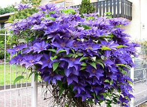 Клематис Мульти Блю: особенности и характеристики сорта, агротехника посадки и выращивания, отзывы