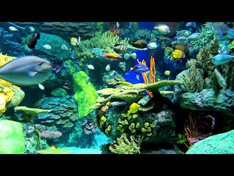 Calming Saltwater Aquarium 🐋 Relaxing Nature | Coral Reef Fish | Nature Sounds for Relaxation