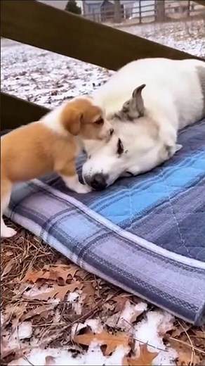 A Little Dog's Heartbreaking Reality: Mourning Its Lost Mother 💔😢