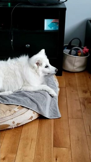 Myoclonic Seizure in Mini American Eskimo Dog