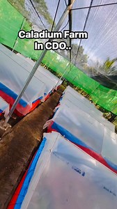 My little caladium heaven inside my farm.. Expanding them soon…. | Jay Roa Pascual