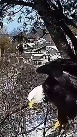 Raptor Resource Project | Forget about heated eyelash curlers...Mrs. T is bringing the natural glam with eyecicles! How did she do it? It's so cold and dry that... | Instagram