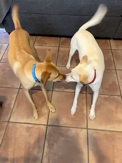 The Rise of Competitive Dog Dancing