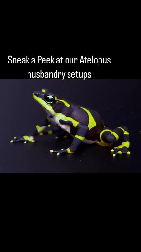 Here is a summary of our harlequin frog husbandry setups #herpetoculture #herpetology #conservationbreeding | Panama Amphibian Rescue and Conservation Project