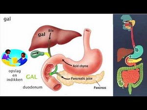 Spijsvertering 2 De functie van de organen