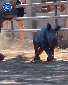 128K views · 92 reactions | What an amazing time for this zoo  | Daily Mail Did That Just Happen? | Facebook