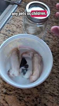 How to Preserve Lucky Rabbit's Feet