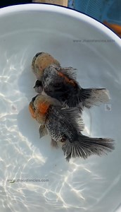 34K views · 1.4K reactions | Super chunky and adorable Zhao’s female Kirin Rosetail Orandas  #zhaosfancies #zhaosfanciesgoldfishfarm #rosetailoranda #oranda #fancygoldfish #goldfish #goldfishfarm #goldfishbreeder | Zhao's Fancies Fancy Goldfish Farm | Facebook