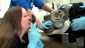 35K views · 133 shares | These latest SeaWorld rescues have a few things in common - crawling on the ground, wearing a shell, and being flown in a U.S. Coast Guard C-130 Hercules aircraft for emergency care. These are the two newest additions to SeaWorld San Diego’s Animal Rescue Center. Click here to learn more about Tucker and Comber, and their SeaWorld Rescue story: W8BcnX | SeaWorld | Facebook