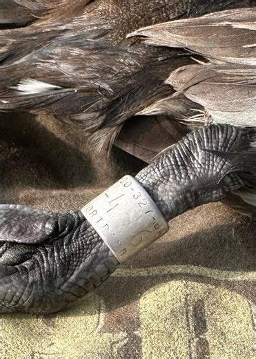 Watch this beautiful shot on a rare banded Canvasback ! #duckhunting #hunting #duck ‪@bossshotshells‬