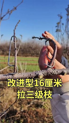 Fruit tree branch shaping machine #fruit tree branch shaping machine #fruit tree planting