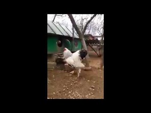 Brahma Chicken