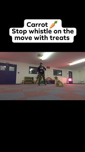 2.3K views · 25 reactions | Stop Whistle Impulse Control Game with Carrot Adding layers of complexity to stopping on the whistle ✅ Dog on the Move ✅ Moving Motivational Distraction (JR Pate) 凌 | WaggaWuffins Canine College | Facebook