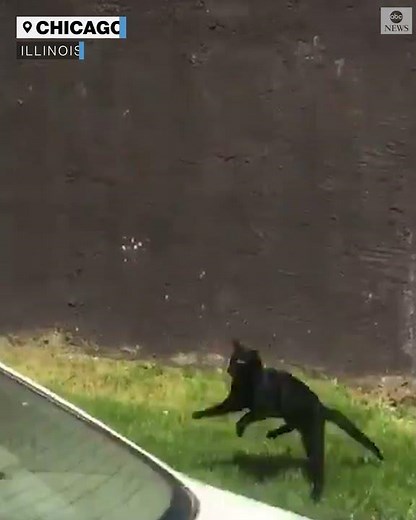 Cat survives five-story leap from burning apartment building