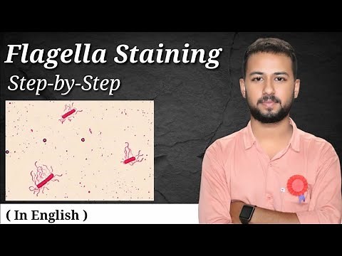 Flagella staining step by step in English | bacterial flagella staining by leifson's method