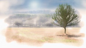 Montage Of Tree Changing Through Four Seasons Stock Motion Graphics SBV-302489440 - Storyblocks