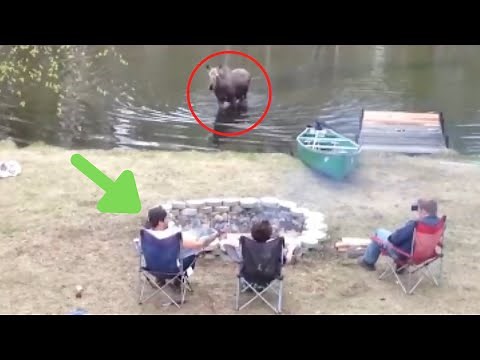 4 Scary Moose Encounters That Will Creep You Out (Part 2)
