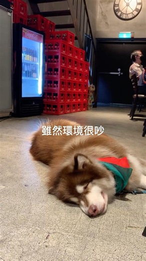 眾人皆醒，唯我寶哥獨睡！#仲夏夜之夢 #阿拉斯加雪橇犬 #alaskanmalamute#金寶 #kimbo #cute #pets