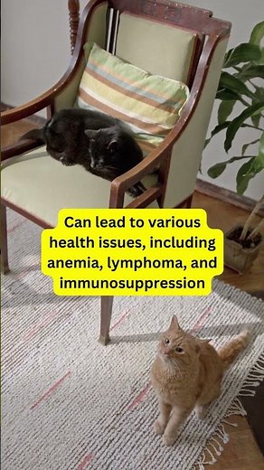 Feline Leukemia Virus (FeLV)