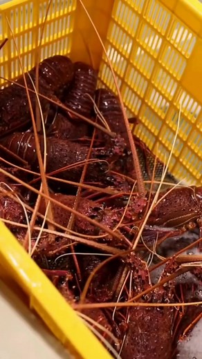 Ever wondered how WA’s famous rock lobsters go from the ocean to your plate? 🦞 Join us on a Lobster Factory Tour and get an inside look at the journey behind one of our state’s most iconic seafoods. You’ll walk through our working factory, learn about the local fishing industry, and see our lobsters up close, all guided by our friendly crew. It’s a fun and fascinating experience for all ages, right here in the heart of Cervantes. Come see where the Shack story begins and join in on a Lobster Fa