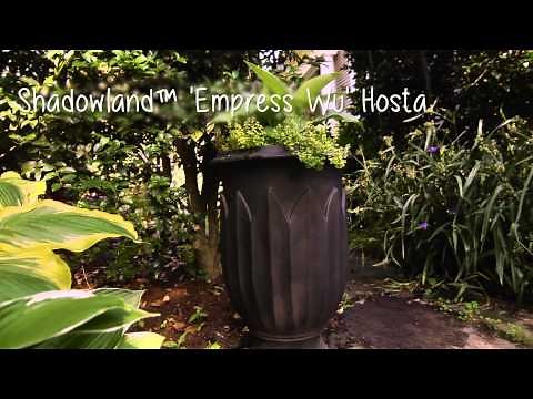 Shade Garden Design Ideas | Proven Winners® with P. Allen Smith