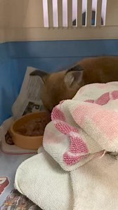 28K views · 1.3K reactions | Today we had this beautiful little fox...