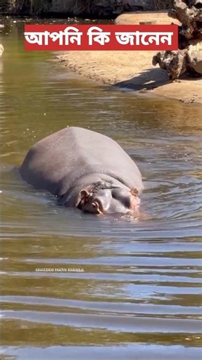 পৃথিবীর ৫টি সবচেয়ে ভয়ংকর প্রাণী 😱 | Top 5 Dangerous Animals #shorts