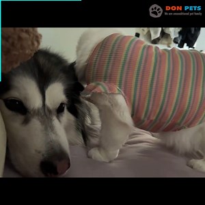 73K views · 3.3K reactions | The dog lies still for the cat to cuddle! | Don Pets | Facebook