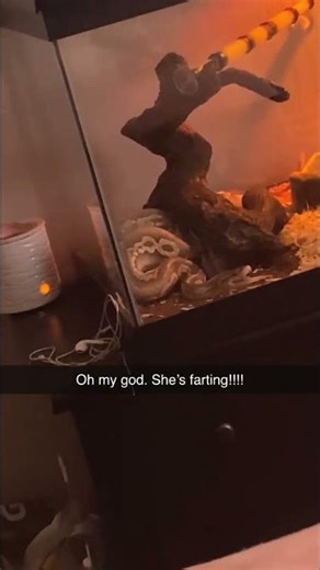 Snake Won't Stop Farting