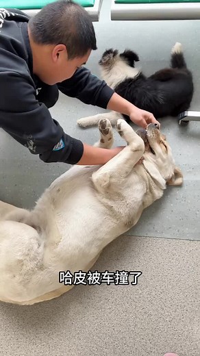 Ensuring the Health and Happiness of Your Labrador