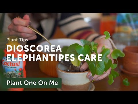 DIOSCOREA ELEPHANTIPES Care & Repot — Ep. 299