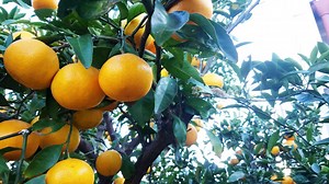 Beautiful, Who knows the name of this Japanese orange? | Grafting Examples